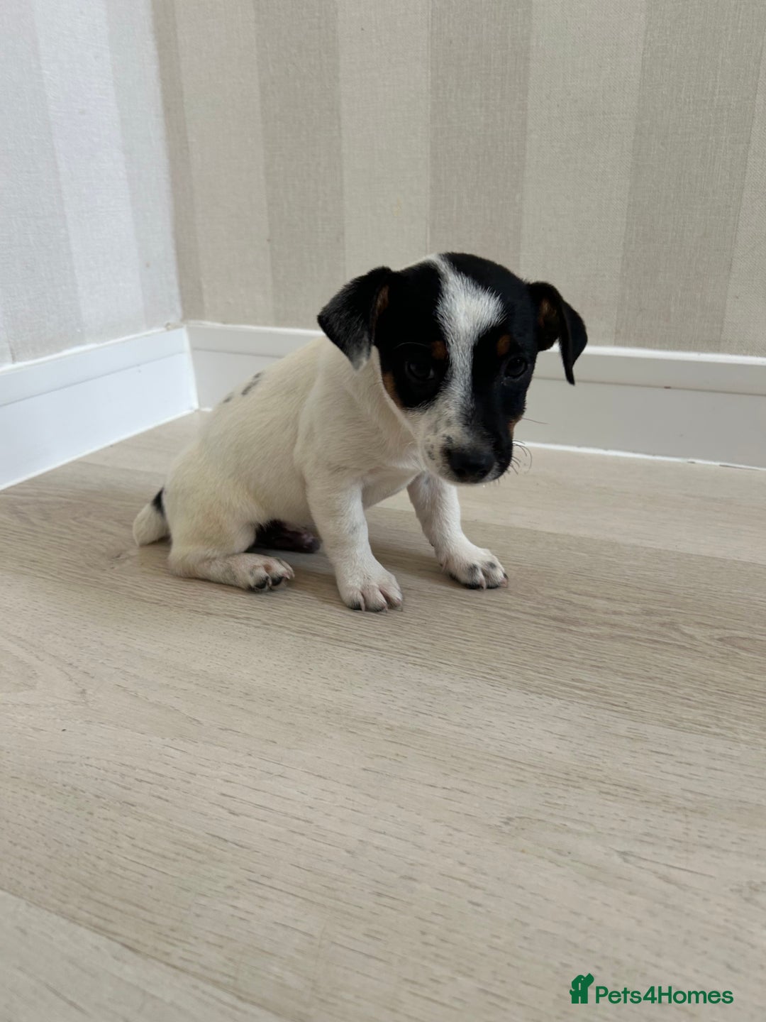 Mixed Breed dogs for sale: Jack Russell Boy  - Image 2