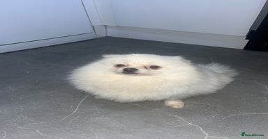 Pomeranian dogs - Advert 2
