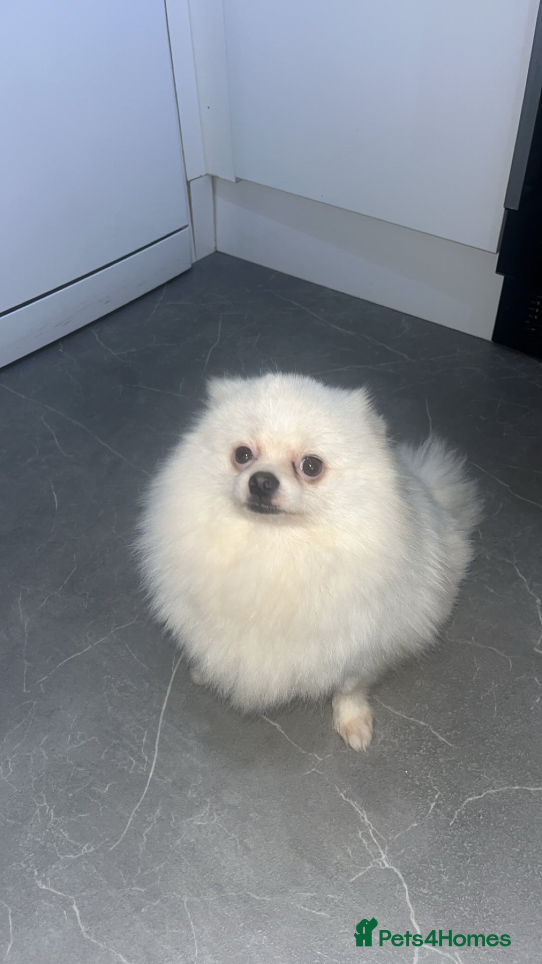 Pomeranian dogs for sale: Pomeranian  - Image 3