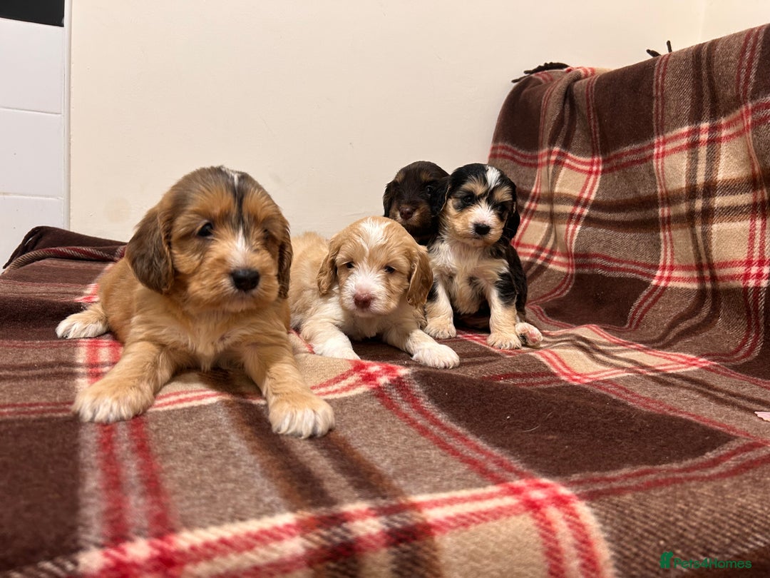 Cockapoo dogs for sale: stunning toy cockapoo  - Advert 22