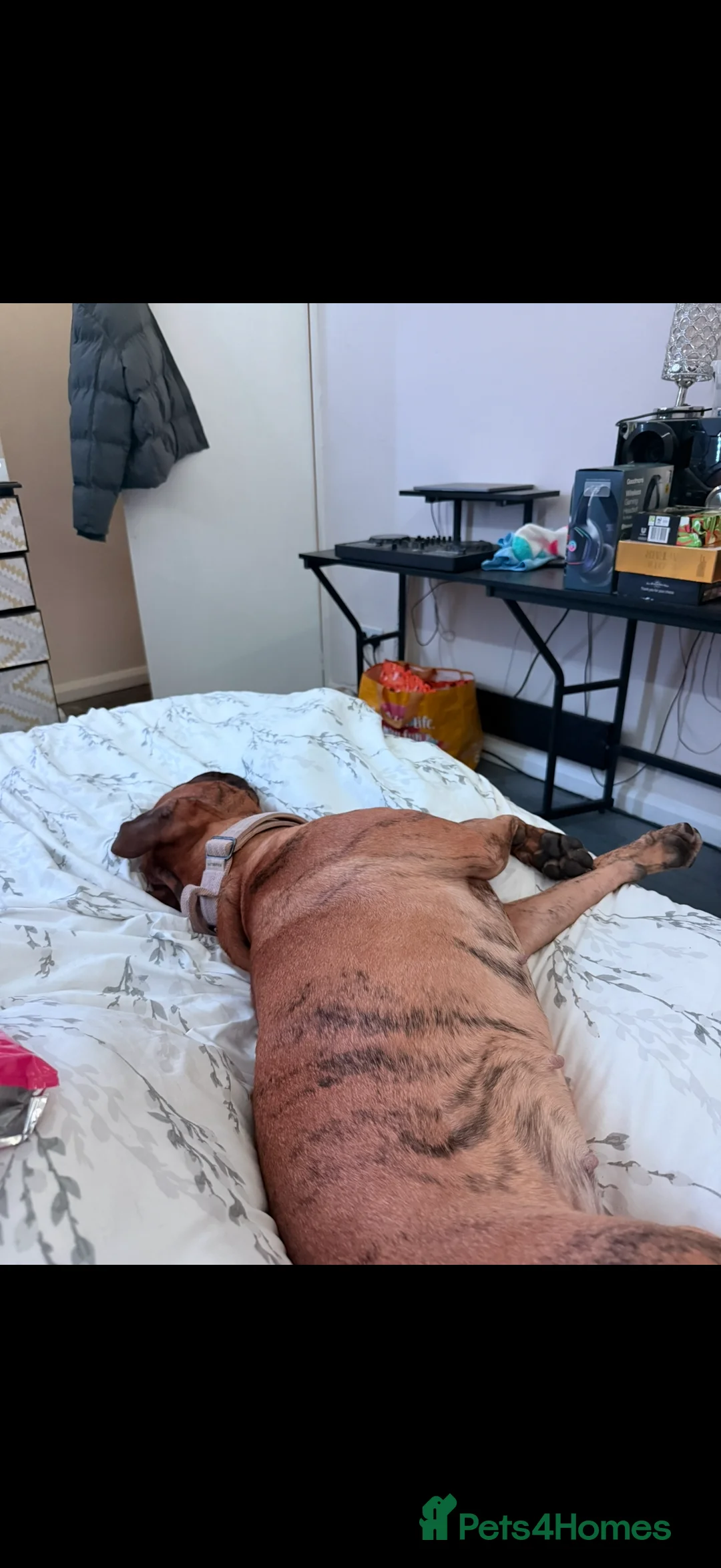 Presa Canario dogs for sale: Ecco  - Advert 4