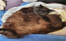 Domestic Shorthair cats for sale: Beautiful cats need rehoming  - Image 7