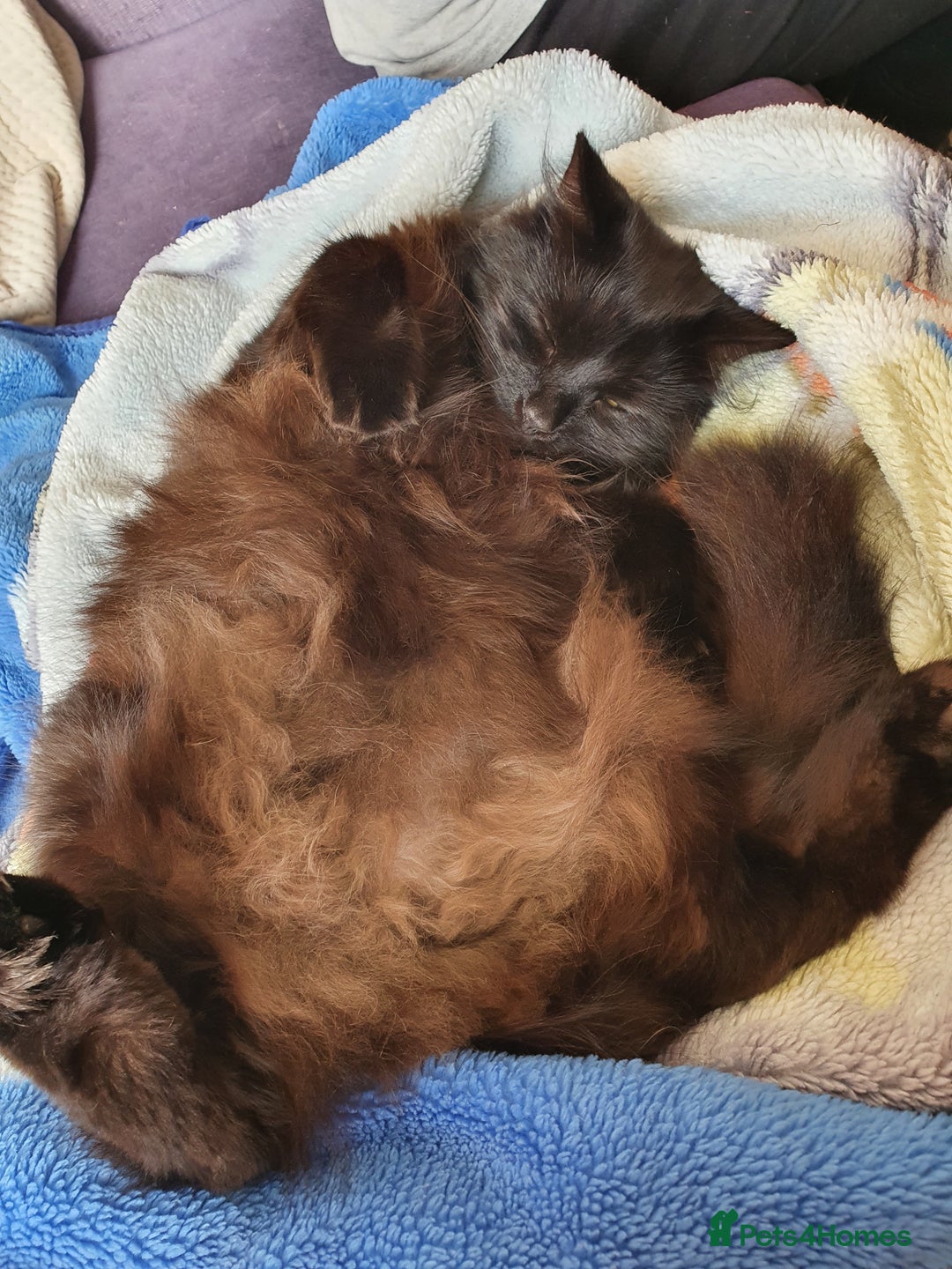 Domestic Shorthair cats for sale: Beautiful cats need rehoming  - Image 7