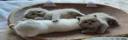 Scottish Fold cats for sale: Scottish fold  - Advert 6