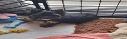Yorkshire Terrier dogs for sale: Yorkshire terrier pups - Advert 6