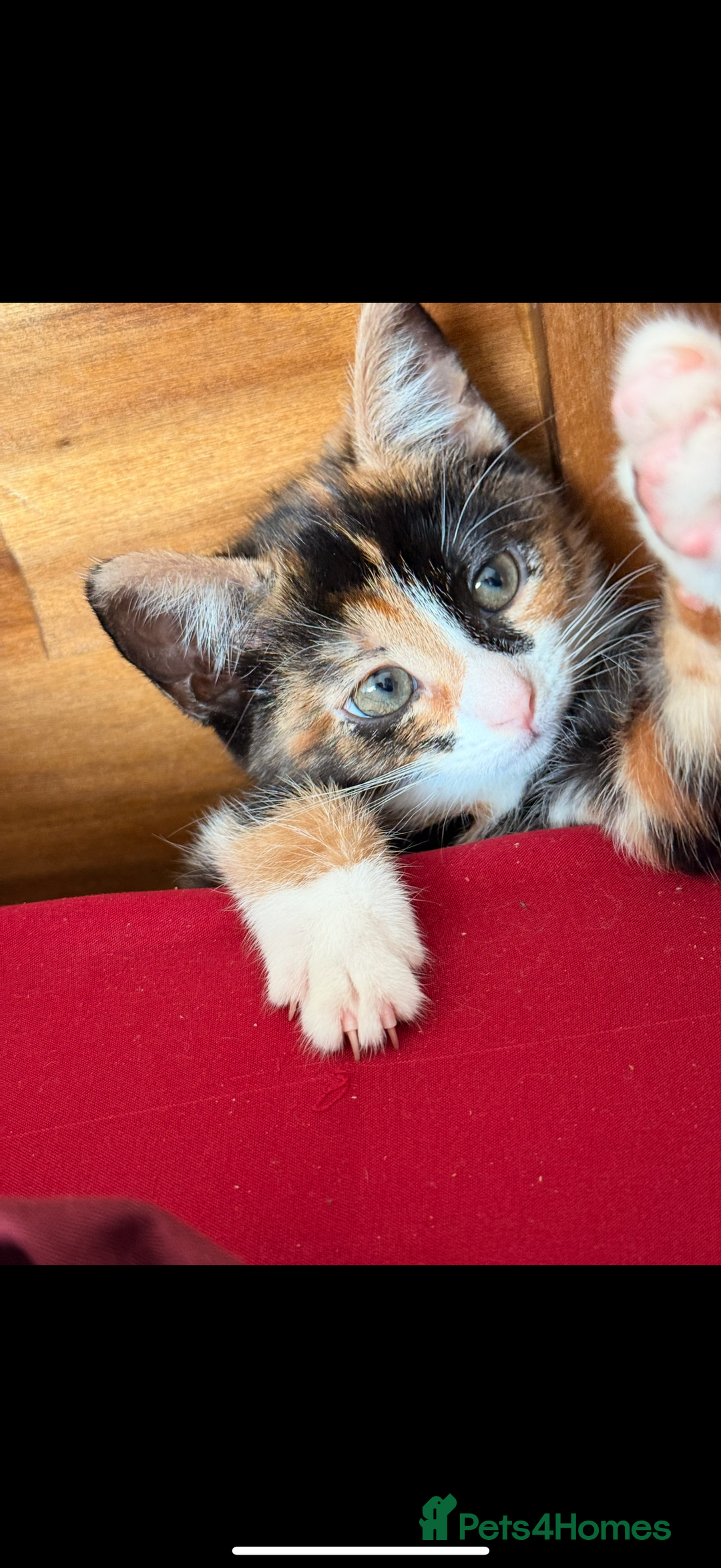 Mixed Breed cats for sale: Calico kittens both female  - Advert 12