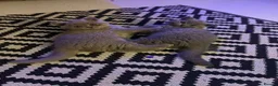 British Shorthair cats for sale: Beautiful pure breed British short hair  - Advert 3