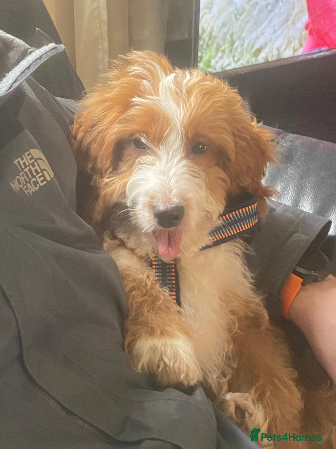 Mixed Breed dogs for sale: Mini Irish Doodle x Aussie Labradoodle Puppy in Ellesmere Port - Advert 4