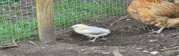 Chickens poultry for sale: Fertile Micro Serama hatching eggs - Advert 7
