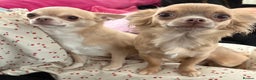 Chihuahua dogs for sale: Female Chihuahua looking for her forever home  - Advert 3