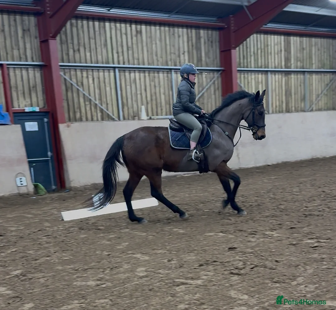 Irish Thoroughbred horses for sale: 10 yr old school mistress  - Advert 25