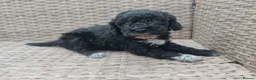 Cockapoo dogs for sale: Teddy cockapoo - Advert 5
