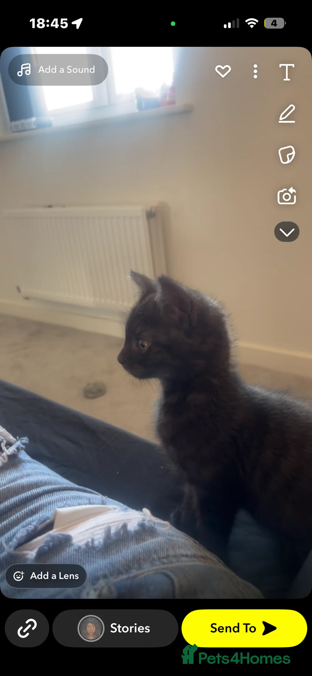 Mixed Breed cats for sale: Kitten £70 in Tipton - Advert 2