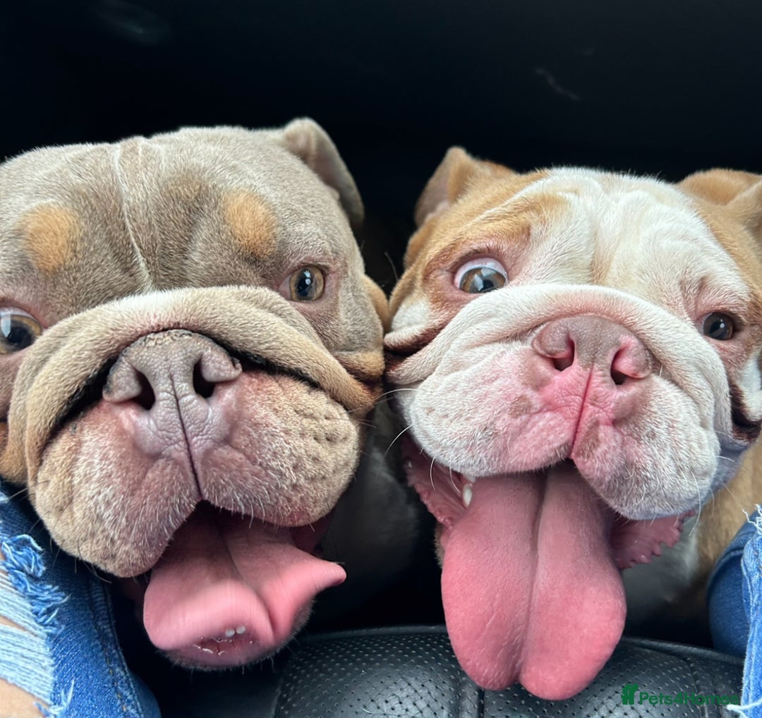 English Bulldog dogs for sale: English bulldog puppies  - Advert 12