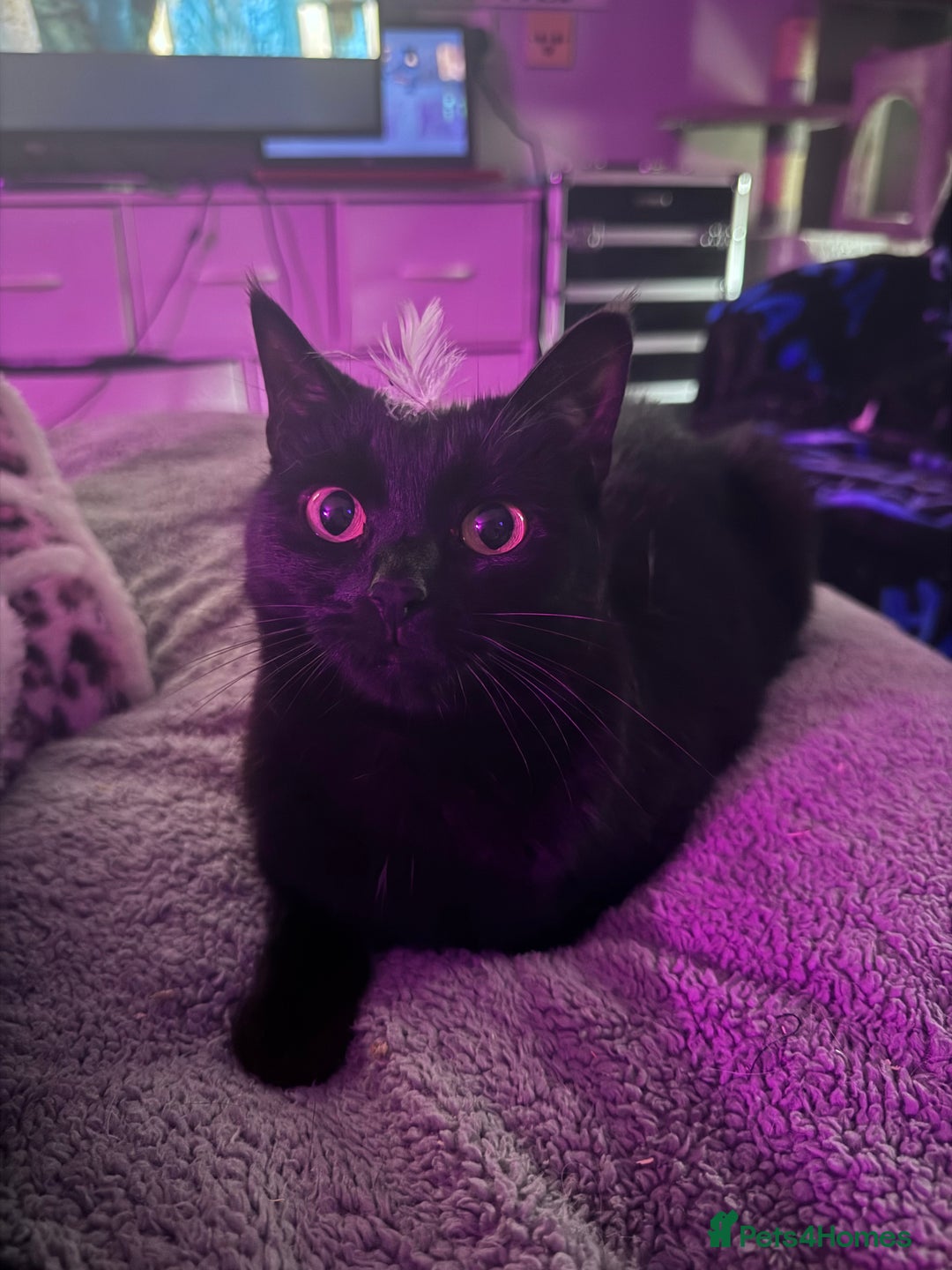 Domestic Shorthair cats for sale: Black Cat and A Torte Siamese RagDoll cat Female  - Advert 4