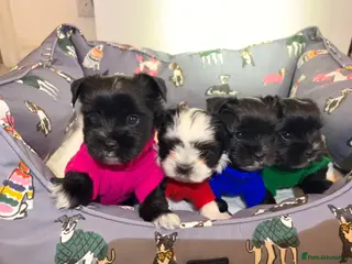 Yorkshire Terrier dogs Beautiful rare black and white Yorkshire Terrier. - Advert 3