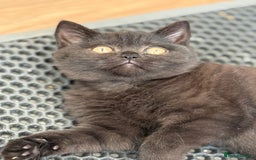 British Shorthair cats for sale: Rare Coloured British Shorthair kittens - Image 11