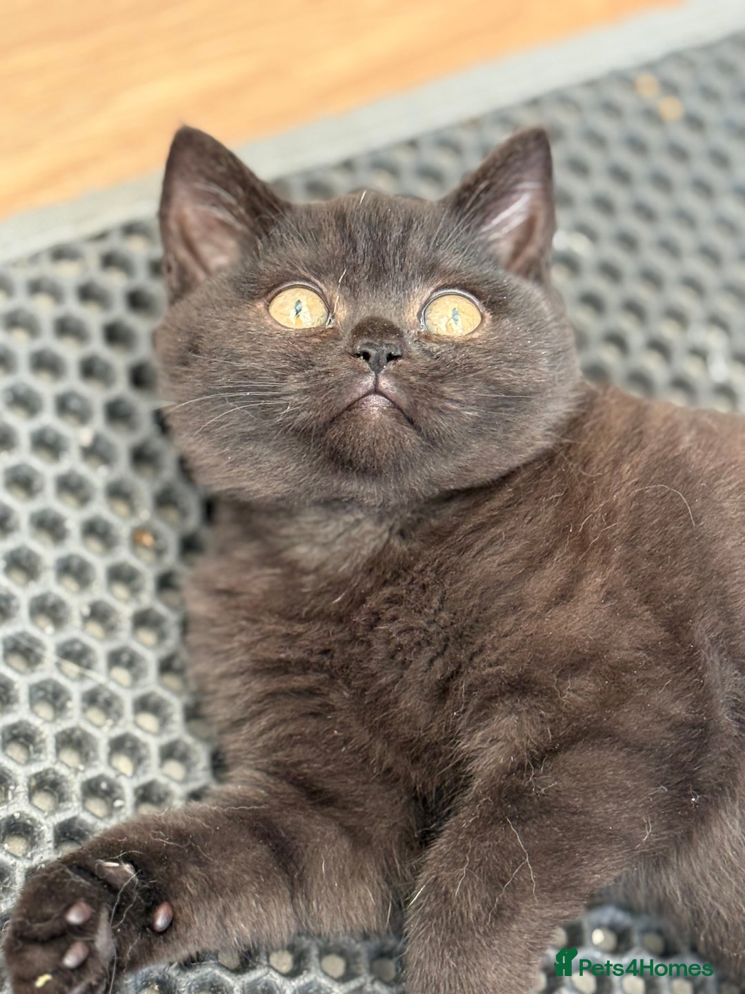 British Shorthair cats for sale: Rare Coloured British Shorthair kittens - Image 11