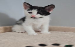 Mixed Breed cats for sale: 5 Kittens LEFT! Friendly and Lovable - Image 5