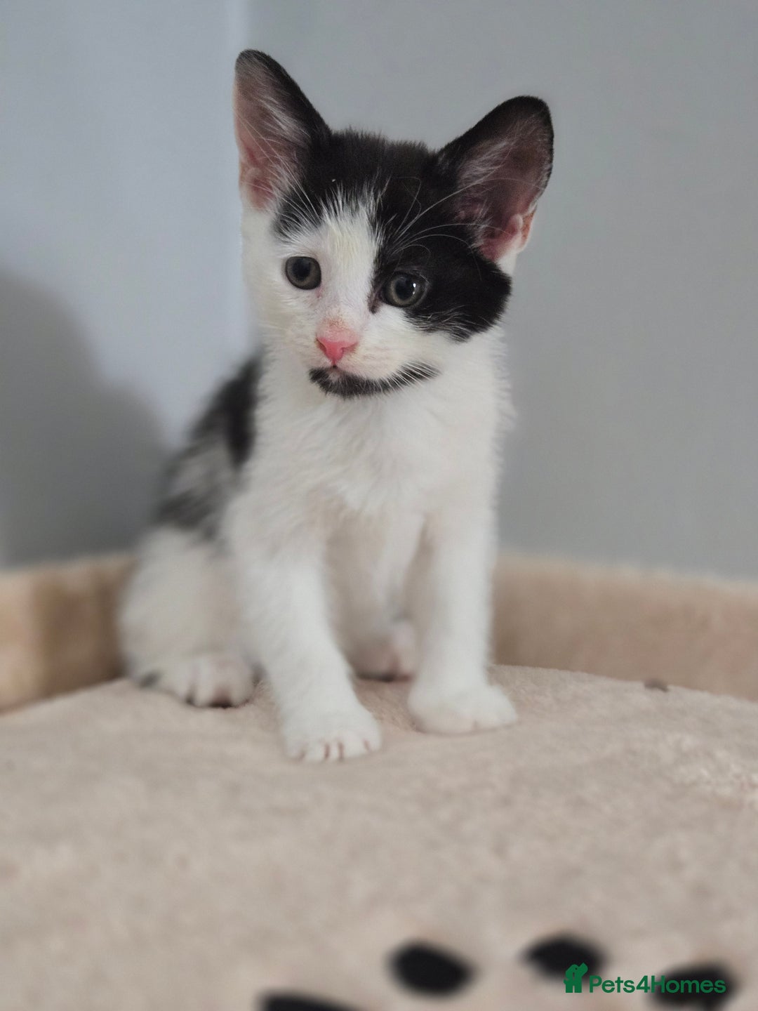 Mixed Breed cats for sale: 5 Kittens LEFT! Friendly and Lovable - Image 5
