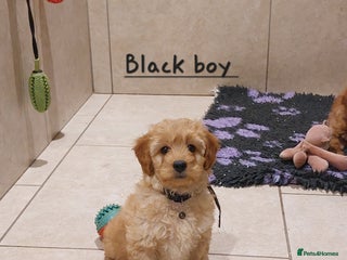 Cavachon dogs Beautiful Cavapoochons 🥰 - Advert 8