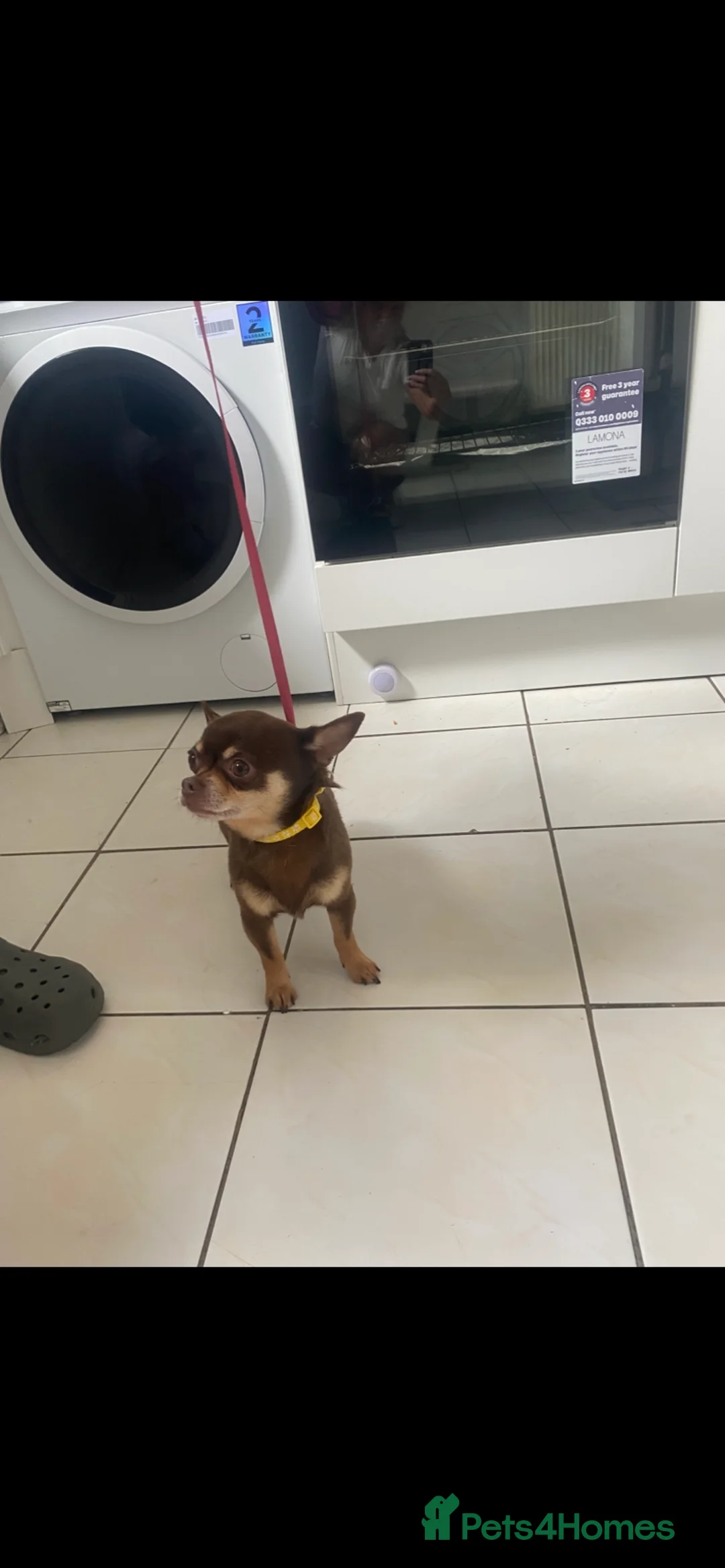 Chihuahua dogs for sale: Chihuahua boy  - Advert 2