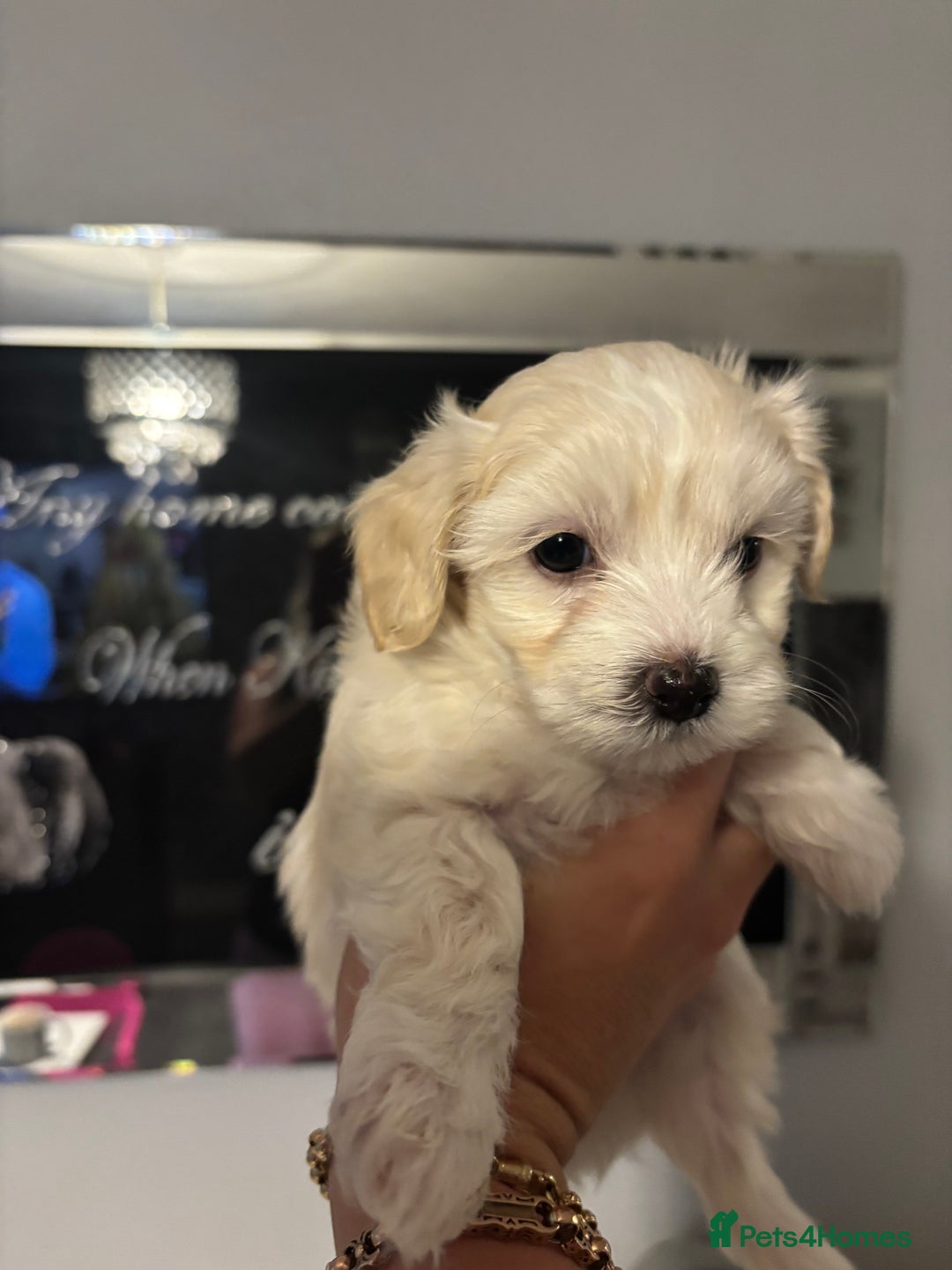 Maltipoo dogs for sale: Beautiful little maltipoo  - Advert 20