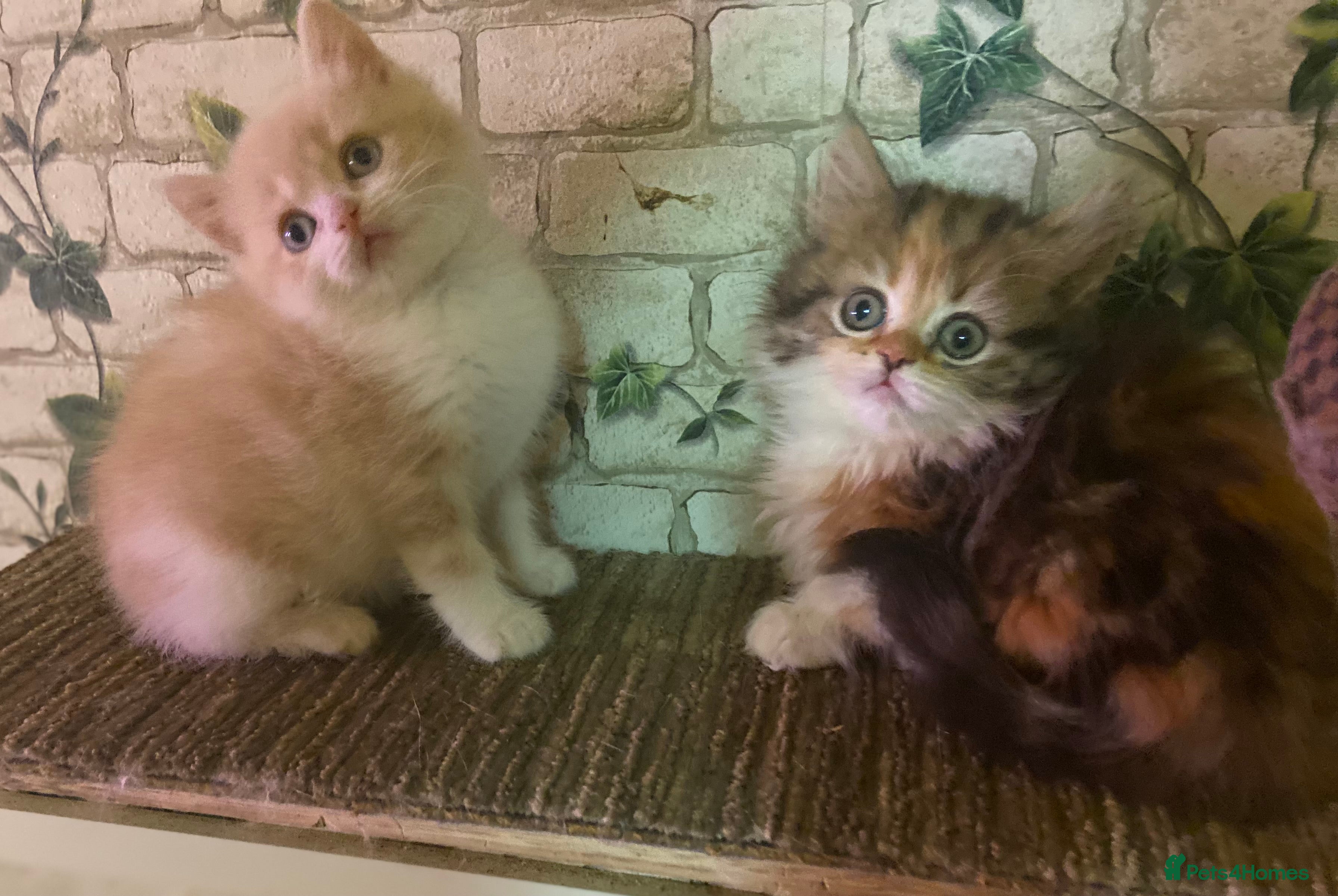 Munchkin cats Full Pedigree Munchkin Kittens - Advert 3