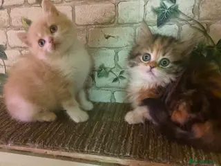 Munchkin cats Full Pedigree Munchkin Kittens - Advert 3