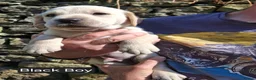 Goldador dogs for sale: Beautiful Goldador Puppies for Sale - Advert 7