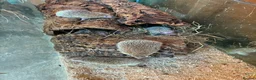 Pygmy Hedgehog rodents for sale: Lesser Tenrecs Pairs - Advert 3