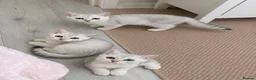 British Shorthair cats for sale: 🐾 Beautiful British Shorthair Kittens✨ 🩷 - Advert 5
