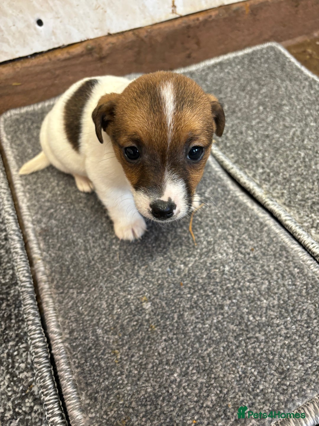 Jack Russell dogs for sale: Jack Russell pups  - Image 5