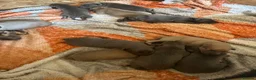 Whippet dogs for sale: Beautiful Whippet puppies  in Doncaster - Advert 7