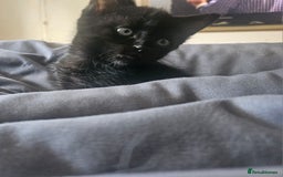Mixed Breed cats for sale: 2 playful male kittens  - Image 3