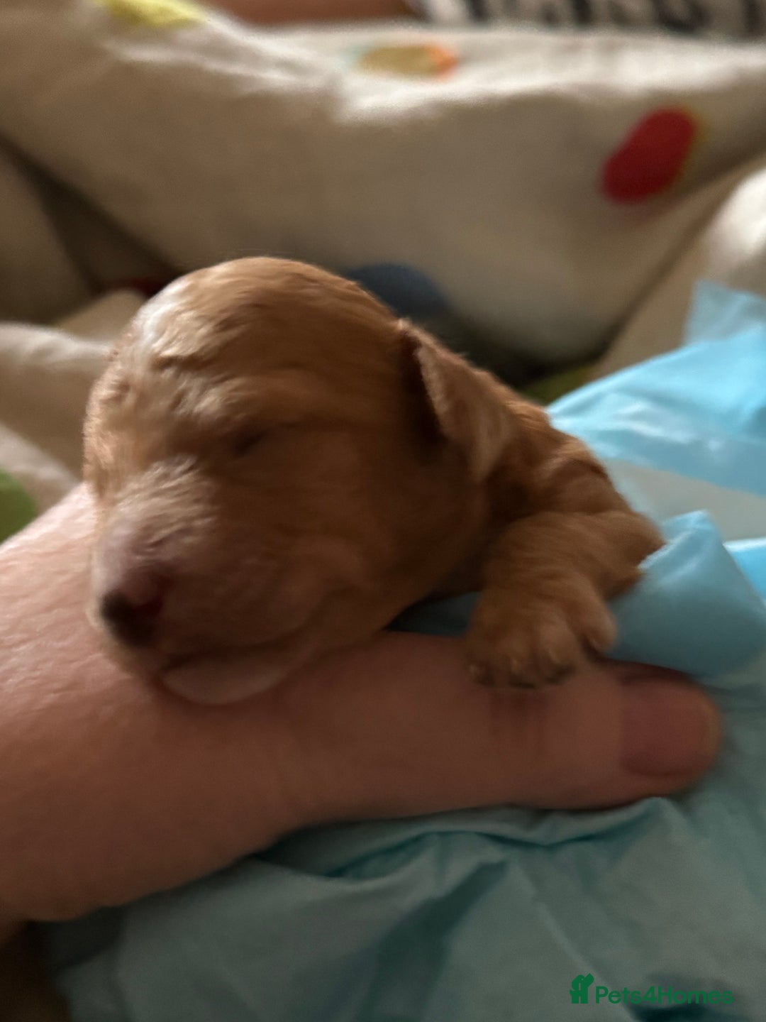 Cockapoo dogs for sale: F1 Cockapoo's - Image 4