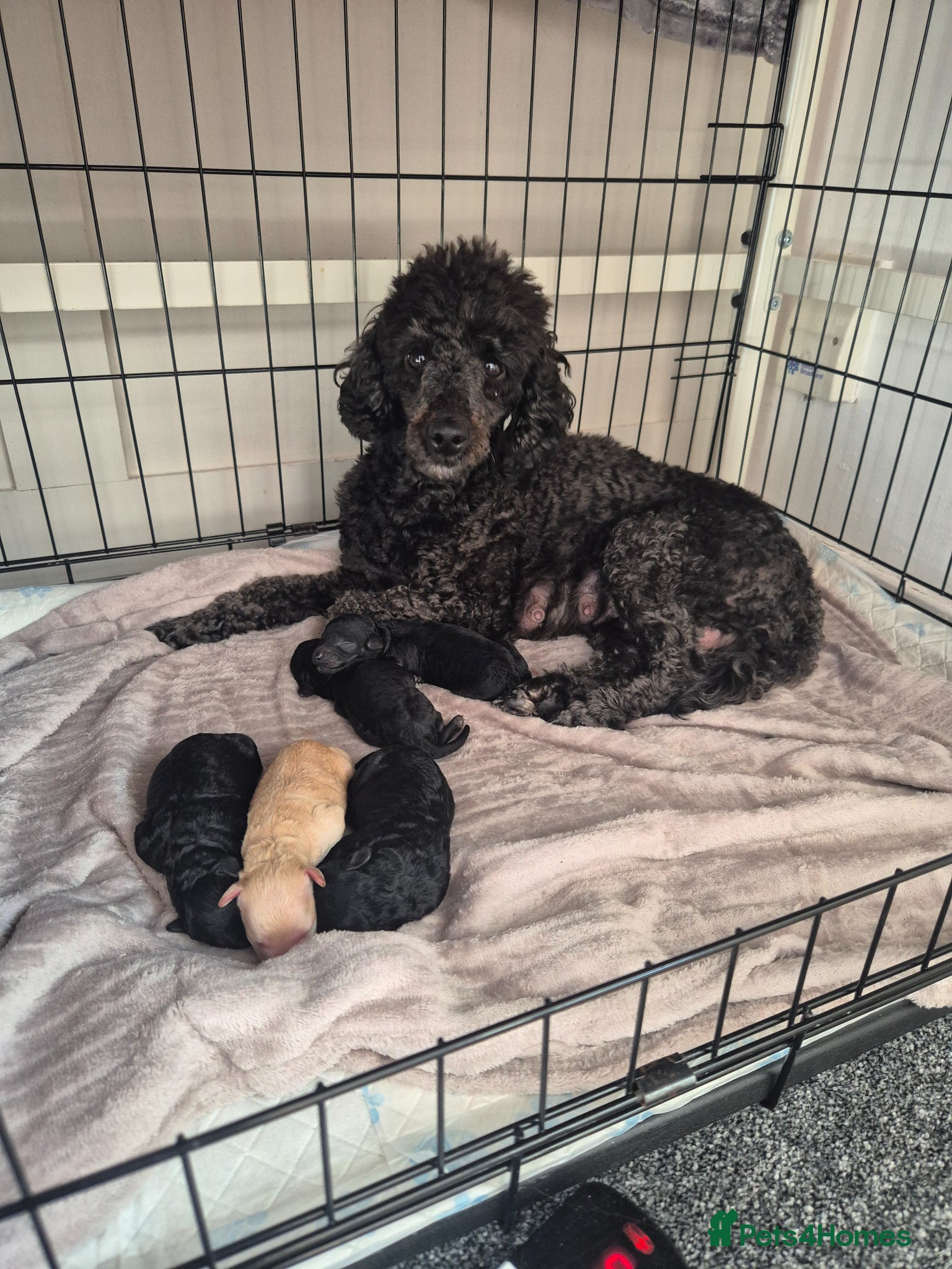 Miniature Poodle dogs 7 beautiful miniature poodles - Advert 1