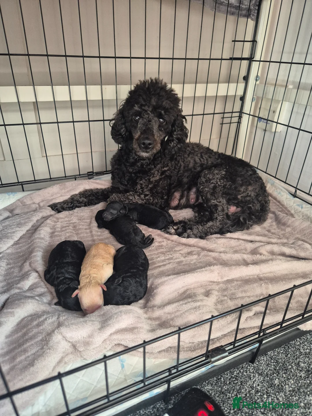 Miniature Poodle dogs for sale: 7 beautiful miniature poodles - Advert 1