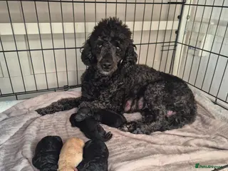 Miniature Poodle dogs 5 beautiful miniature poodles - Advert 2