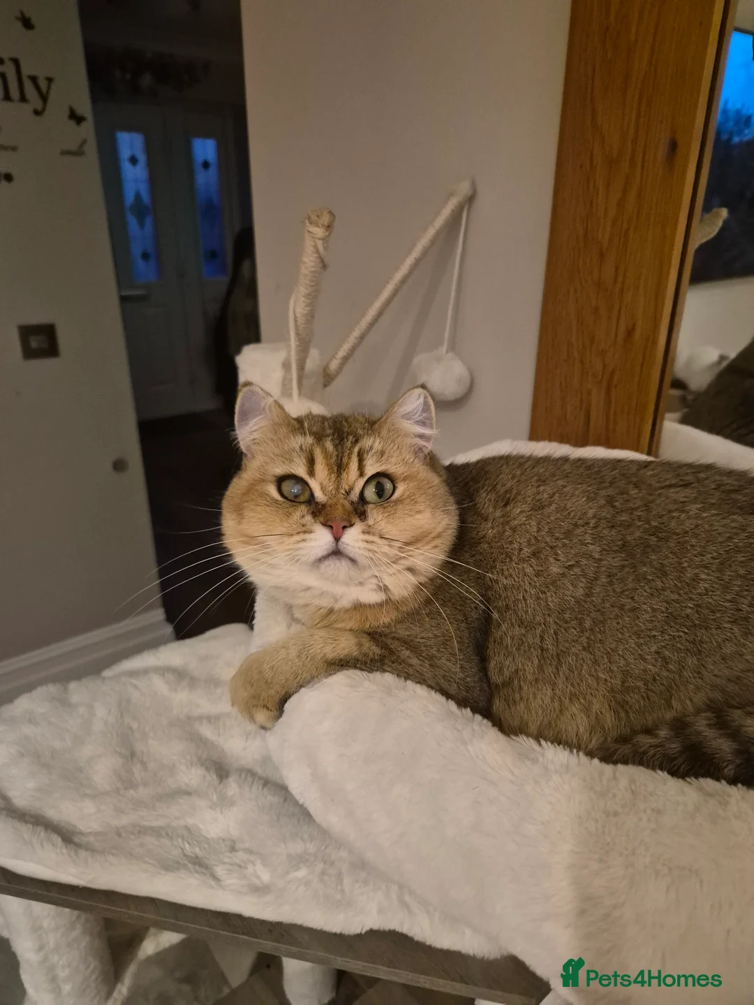 British Shorthair cats for sale: Golden female  - Advert 4