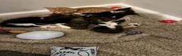 British Longhair cats for sale: Maine coon  mother -  5 half Maine coon kittens  - Advert 20