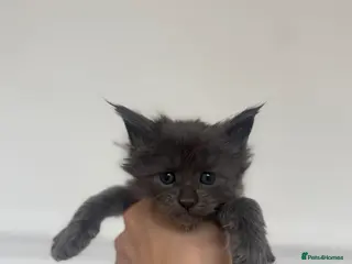 Maine Coon cats TICA Black&Blue Smoke Maine Coons - Advert 10