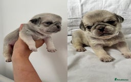 Pug dogs for sale: Gorgeous KC Reg Pug Litter Of 10 - Image 2