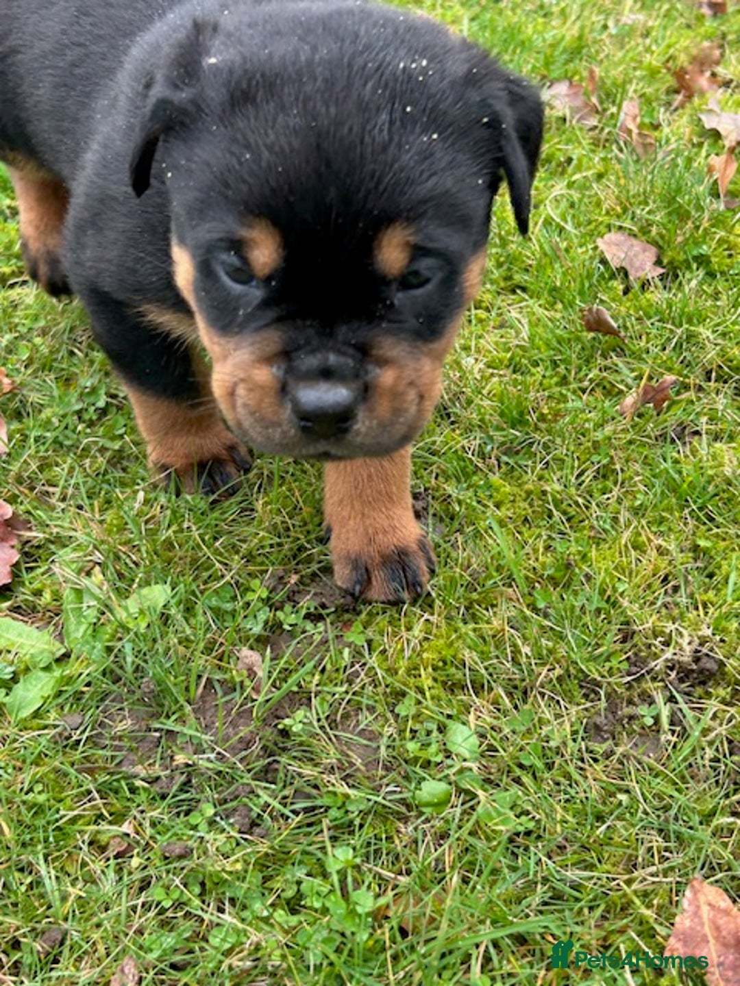 Mixed Breed dogs for sale: Rottweiler - Advert 5