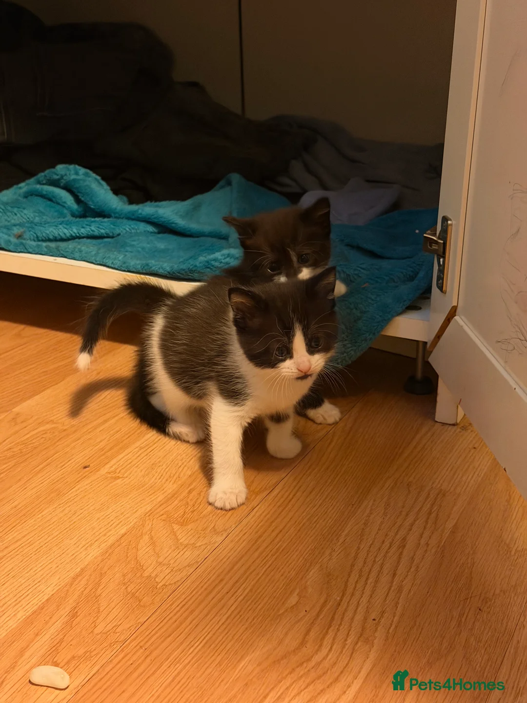 Mixed Breed cats for sale: 12Week Old Kittens Looking for Their Forever Homes - Advert 14