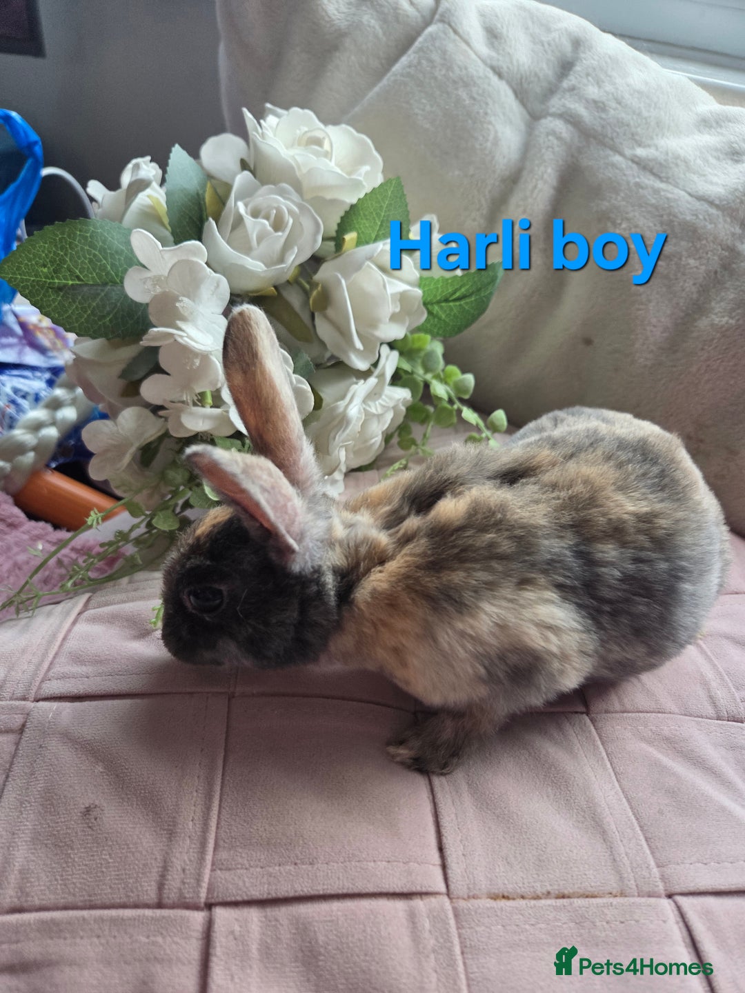 Rex rabbits for sale: 🐰 Beautiful mini rex babies 🐰 - Advert 3