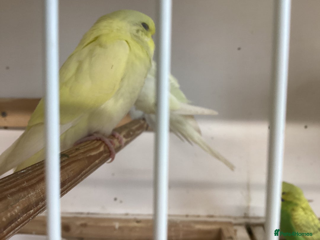 Budgerigars birds for sale: New baby budgies  - Advert 5
