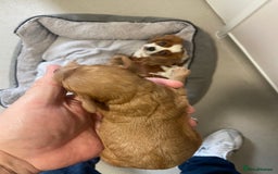 Cavapoo dogs for sale: 3 Gorgeous Cavapoo puppies - Image 8