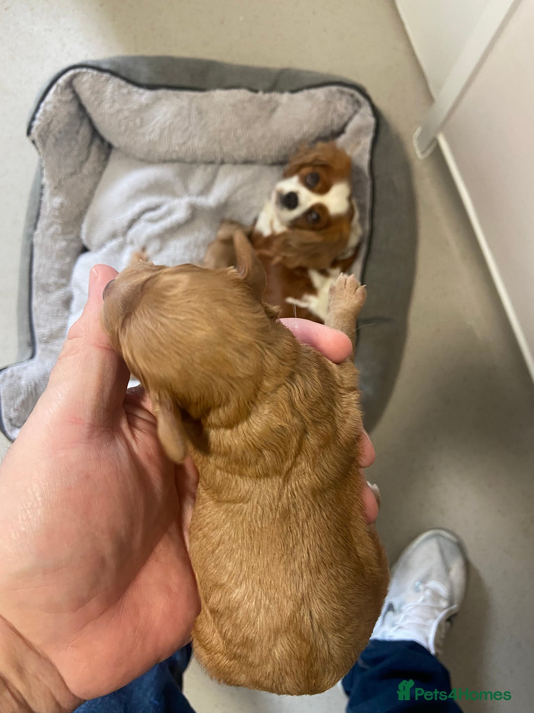 Cavapoo dogs for sale: 3 Gorgeous Cavapoo puppies - Image 8