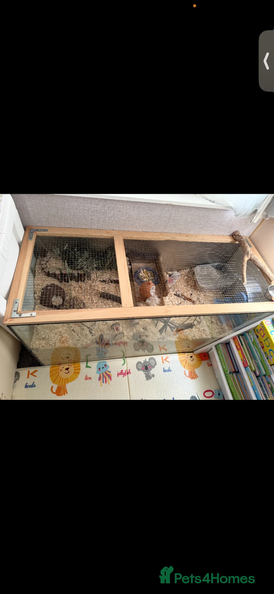 Hamster rodents for sale: 2 Male Syrian hamsters with set up in Gloucester - Advert 9